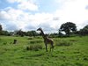 IMG_0748